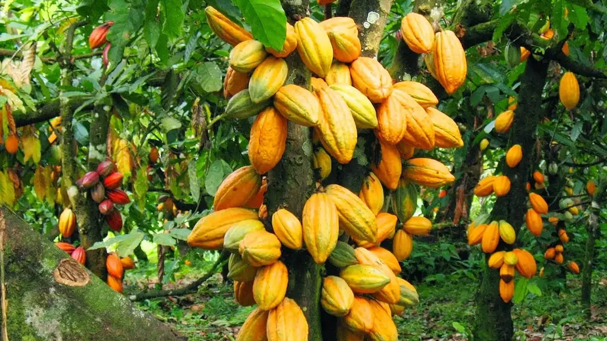 Concerned Farmers Association of Ghana demands urgent passage of Cocoa Farmers Bill