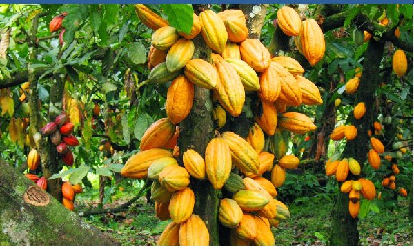 Cocoa producer price increased to GHC42,400 per tonne for 2026/2027 season
